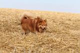 CHIEN FINNOIS DE LAPONIE 234
